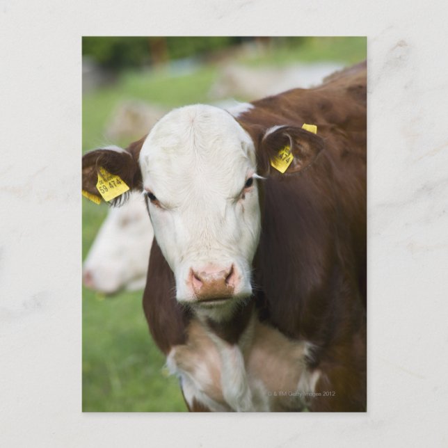 Cows in pasture, close-up postcard (Front)