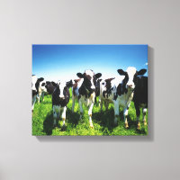 Cows in the field, Betsukai town, Hokkaido