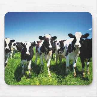 Cows in the field, Betsukai town, Hokkaido Mouse Pad