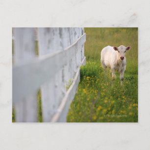 Cows in the field postcard