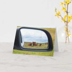 Cows in the mirror card