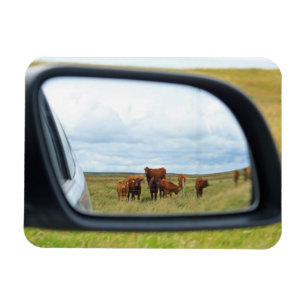Cows in the mirror magnet