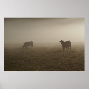 Cows in the Mist Photo Poster