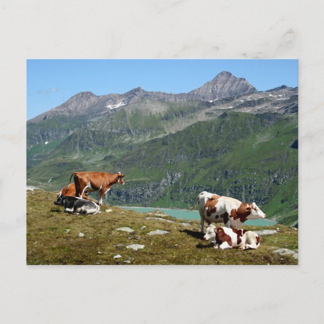 Cows In The Mountains Postcard (Front)