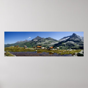 Cows In The Mountains Poster
