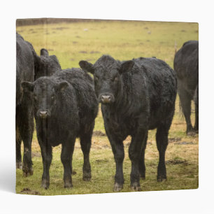 Cows in the rain binder