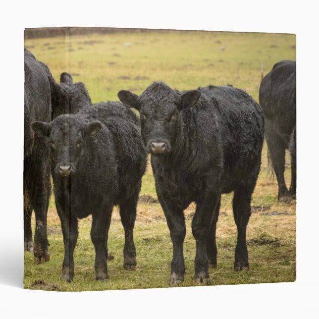 Cows in the rain binder (Front/Spine)