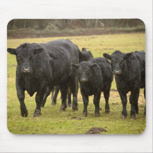 Cows in the rain mouse pad