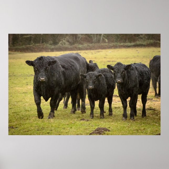 Cows in the rain poster (Front)