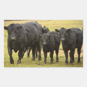 Cows in the rain sticker