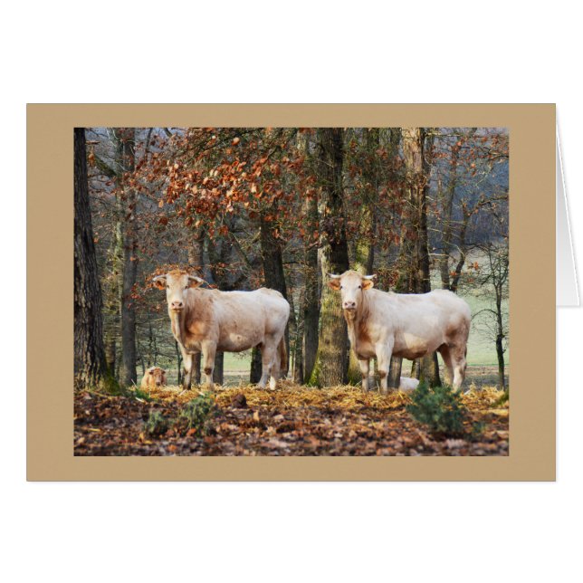 Cows in woodland, France (Front Horizontal)