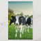 Cows love to stare