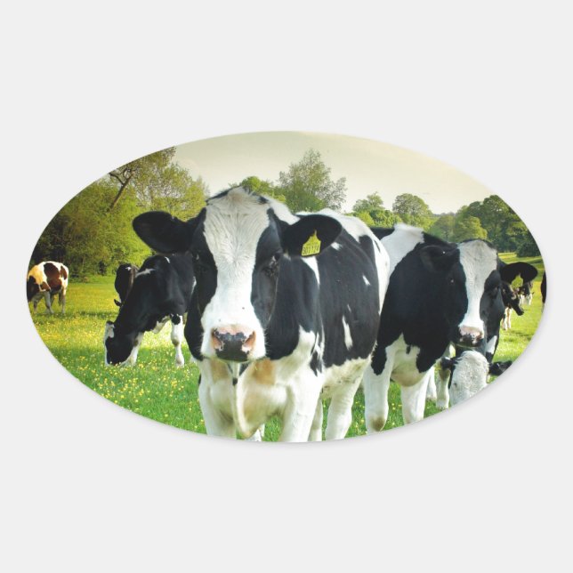 Cows love to stare oval sticker (Front)