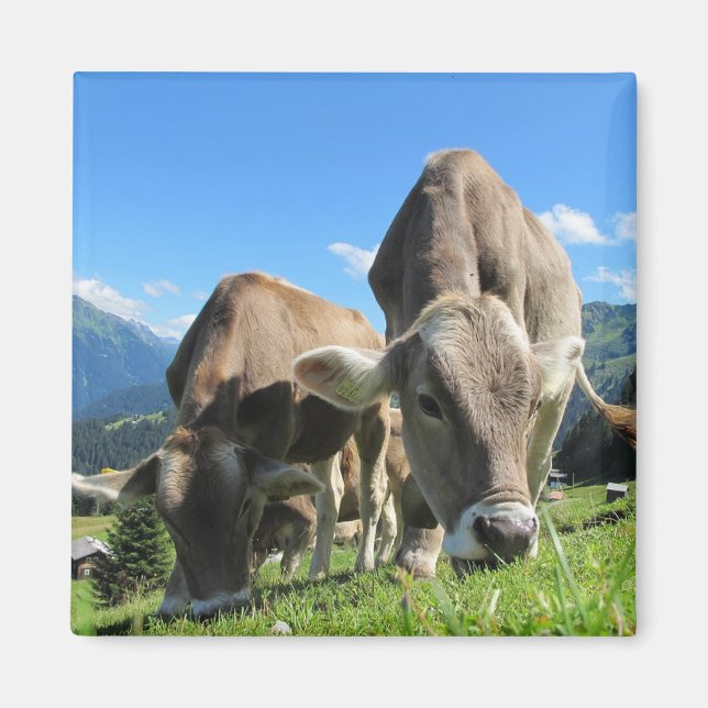 Cows Magnet (Front)