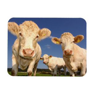 Cows Magnet