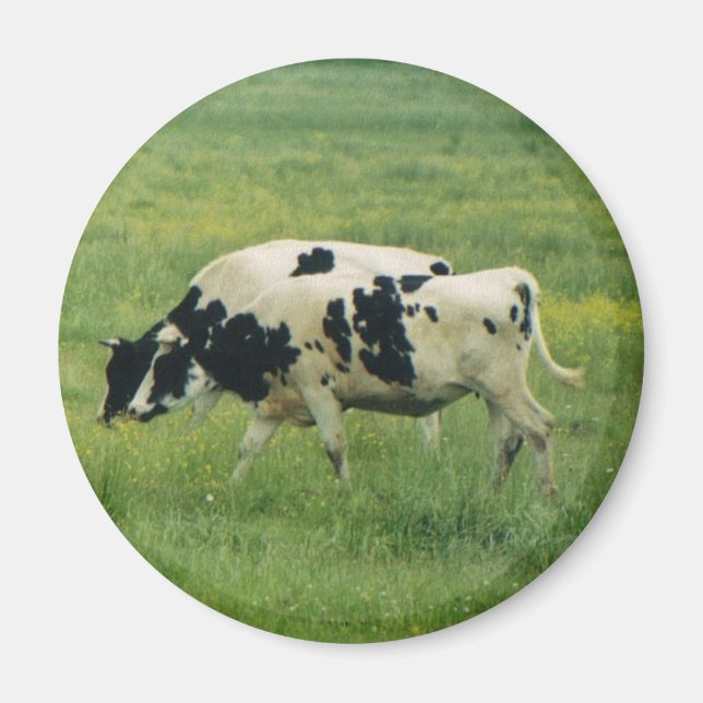 Cows Magnet (Front)