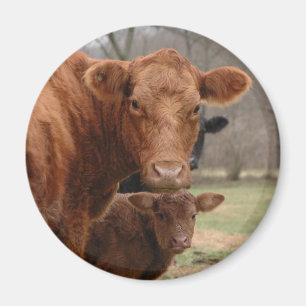 cows magnet
