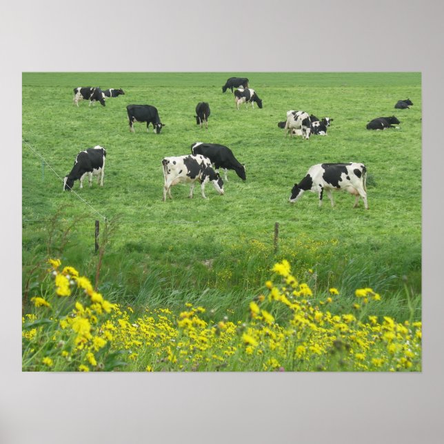 Cows, Meadow and Flowers Poster Print Gifts (Front)