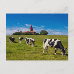 Cows on a meadow with lighthouse postcard