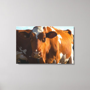 Cows on farm 2 canvas print