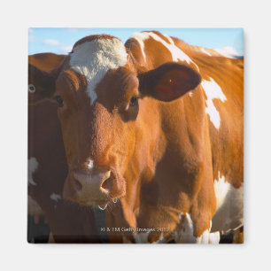 Cows on farm magnet