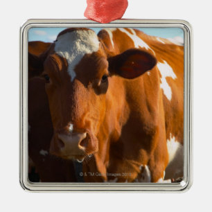 Cows on farm metal ornament