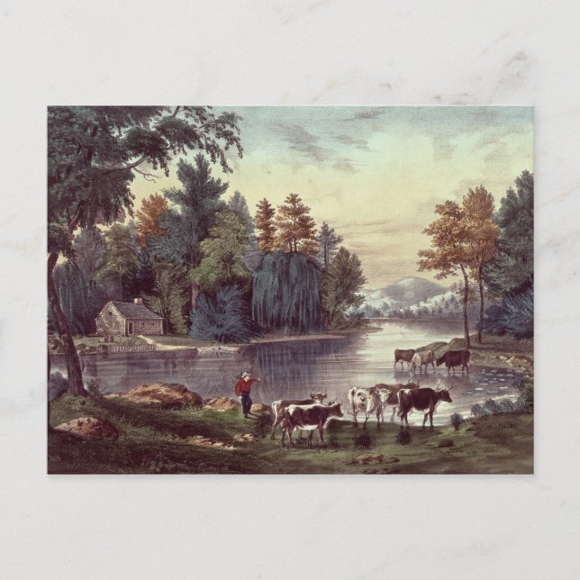Cows on the Shore of a Lake Postcard (Front)