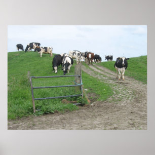 Cows Photo Poster