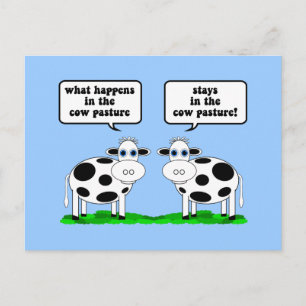 cows postcard