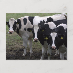 Cows Postcard