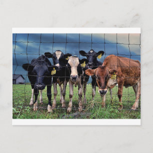 Cows Postcard