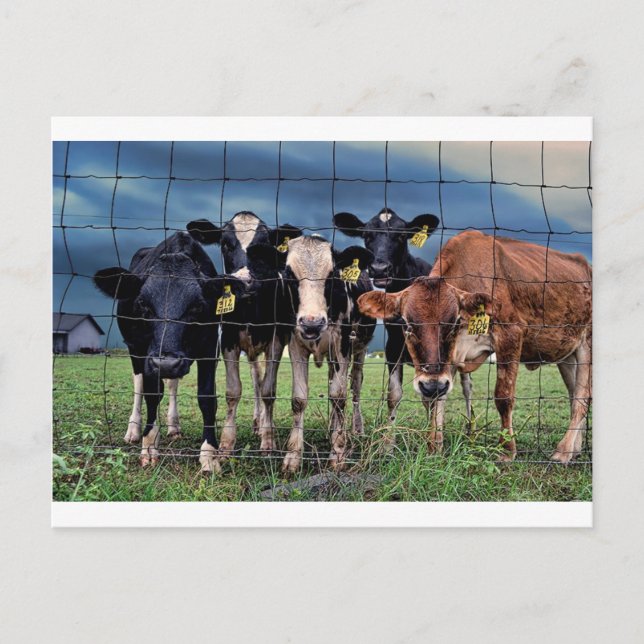 Cows Postcard (Front)