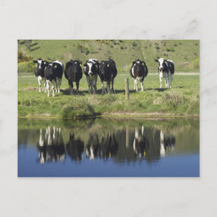 Cows reflected in canal, Henley, Taieri Plain, Postcard