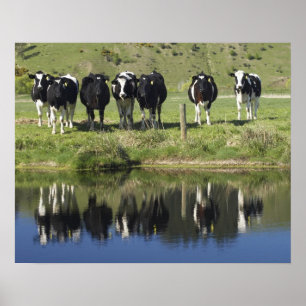 Cows reflected in canal, Henley, Taieri Plain, Poster
