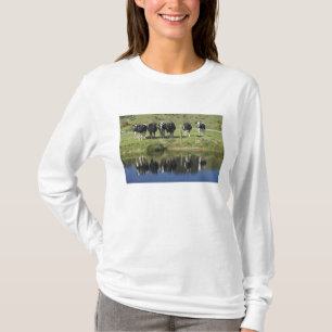 Cows reflected in canal, Henley, Taieri Plain, T-Shirt