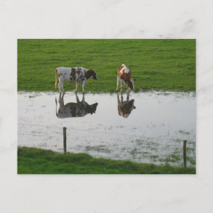 Cows Reflections in Water Postcard