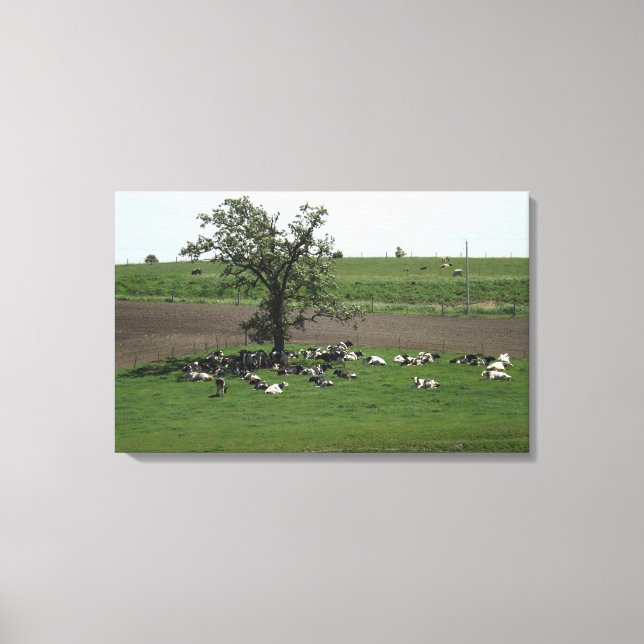 Cows Sitting under a Tree Midwest Farm Landscape Canvas Print (Front)