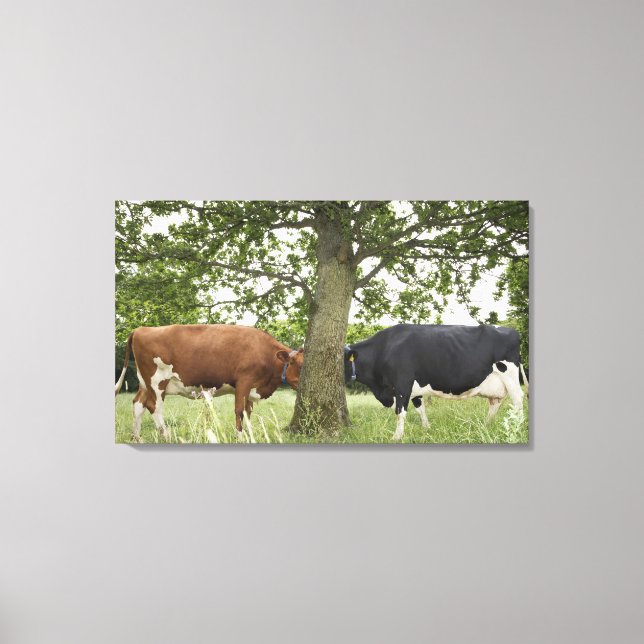 Cows standing face to face behind tree canvas print (Front)