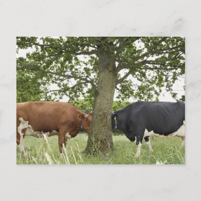 Cows standing face to face behind tree postcard (Front)