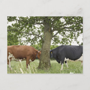 Cows standing face to face behind tree postcard