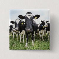 Cows standing in a row looking at camera
