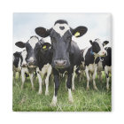 Cows standing in a row looking at camera