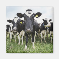 Cows standing in a row looking at camera