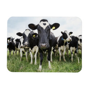 Cows standing in a row looking at camera magnet