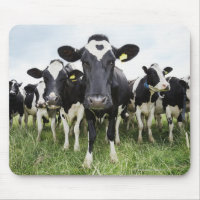 Cows standing in a row looking at camera