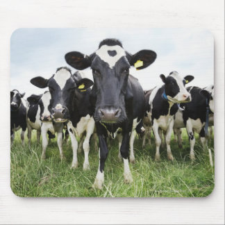 Cows standing in a row looking at camera mouse pad