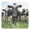 Cows standing in a row looking at camera