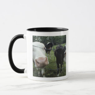 Cows standing in grass pasture, Nova Scotia, Mug