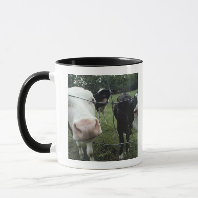 Cows standing in grass pasture, Nova Scotia, Mug (Left)