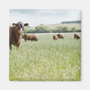 Cows standing in meadow magnet